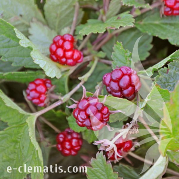 Rubus arcticus Tarja.jpg
