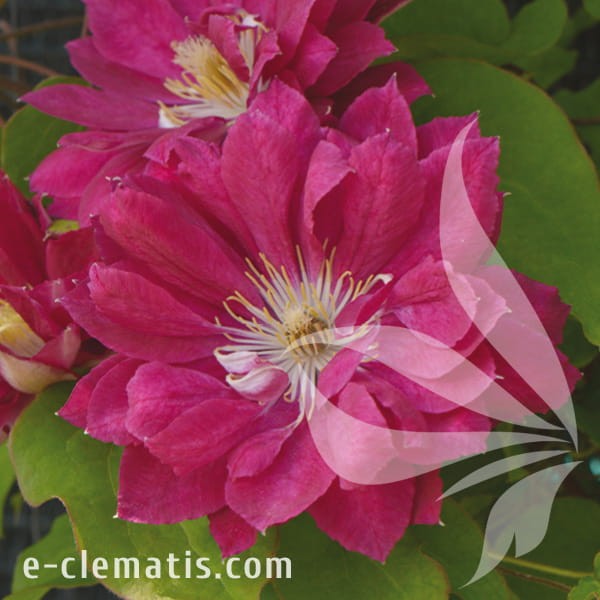 Clematis Akafuji.jpg
