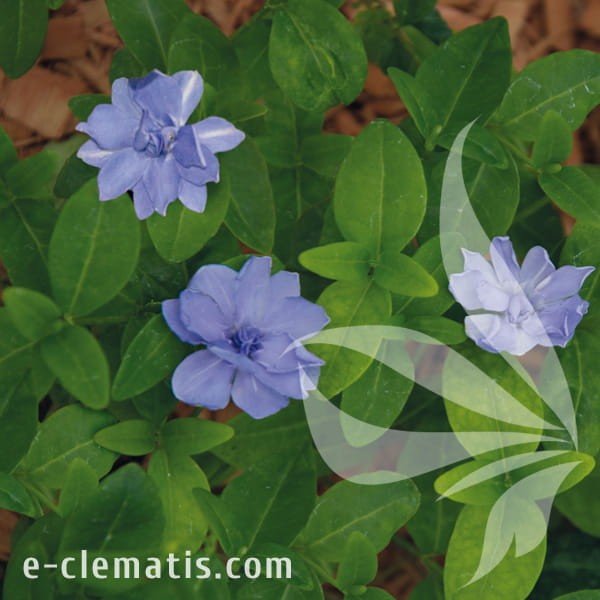 Vinca minor Plena.jpg