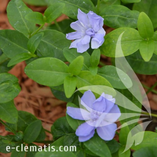 Vinca minor Plena 1.jpg