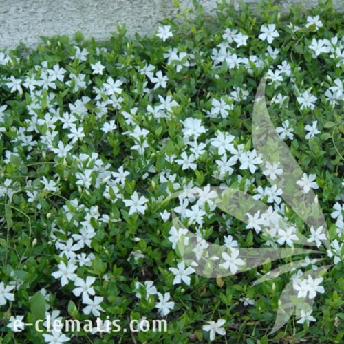 Vinca minor Gertrude Jekyll 1.jpg