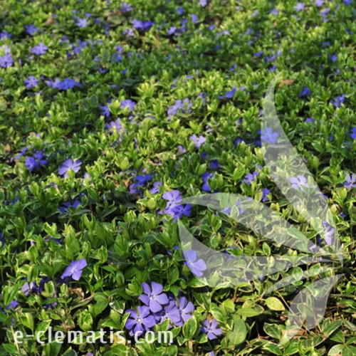 Vinca minor Ralph Shugert 1.jpg