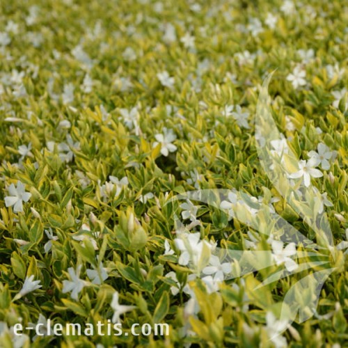 Vinca minor Alba Variegata 1.jpg