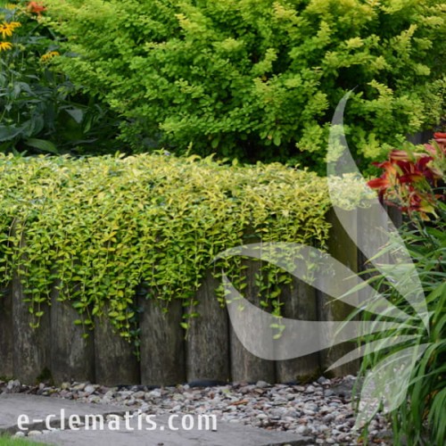 Vinca minor ILLUMINATION Cahill 1.jpg