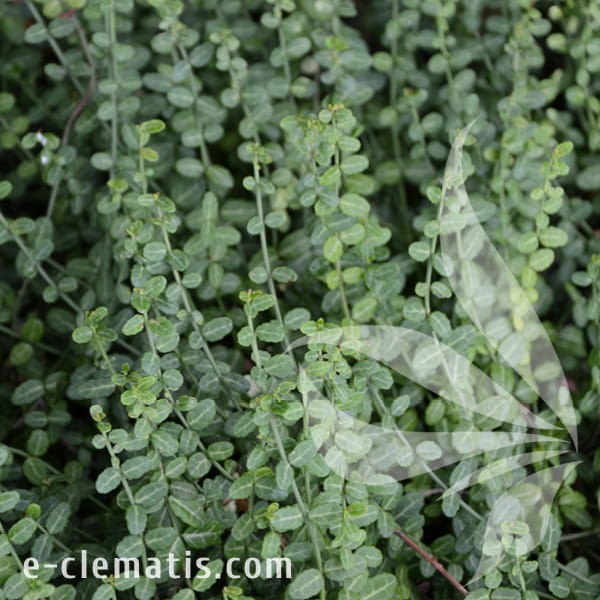 Euonymus fortunei Kewensis.jpg