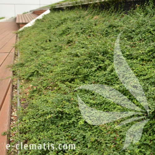 Euonymus fortunei Kewensis 1.jpg