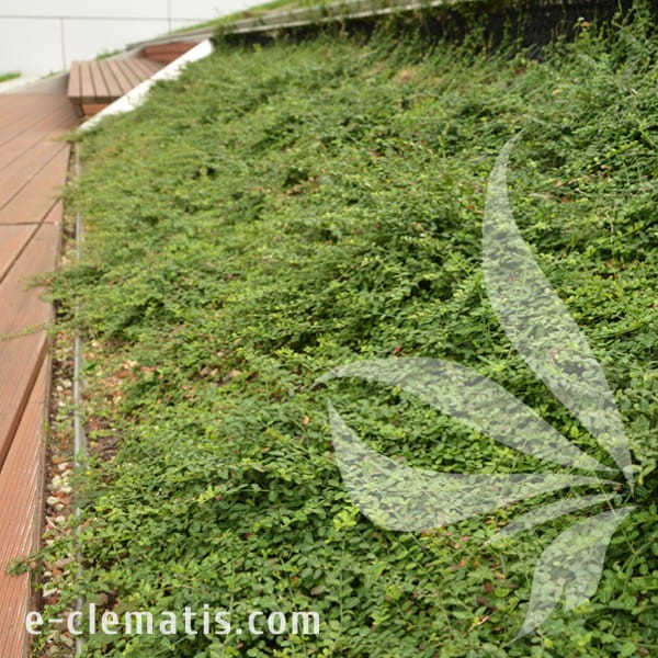 Euonymus fortunei Kewensis 1.jpg