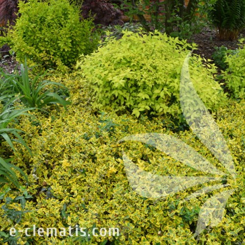 Euonymus fortunei Emerald'n'Gold 1.jpg