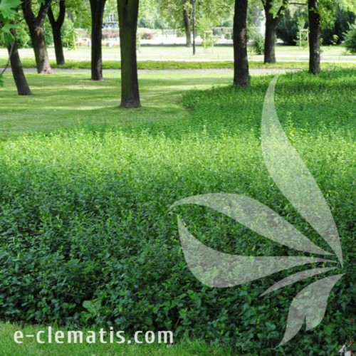 Euonymus fortunei Coloratus 1.jpg