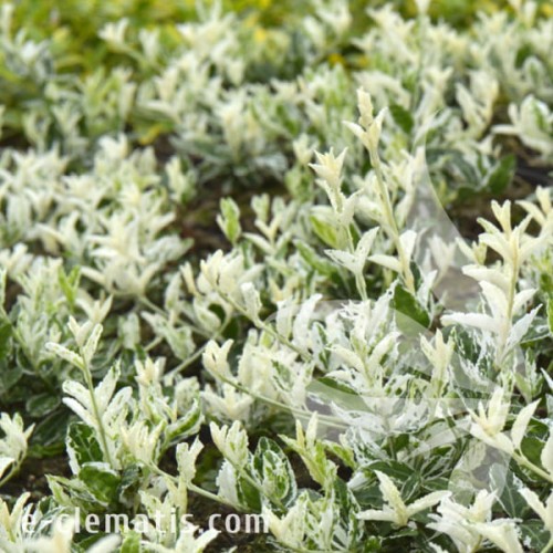 Euonymus fortunei Harlequin 1.jpg