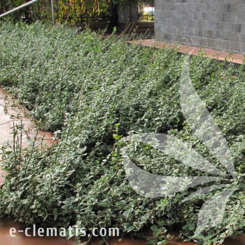 Euonymus fortunei Emerald Gaiety 1.jpg