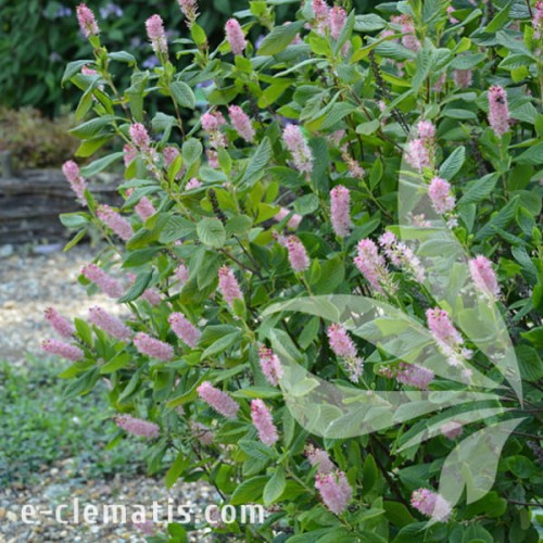 Clethra alnifolia Ruby Spice 1.jpg