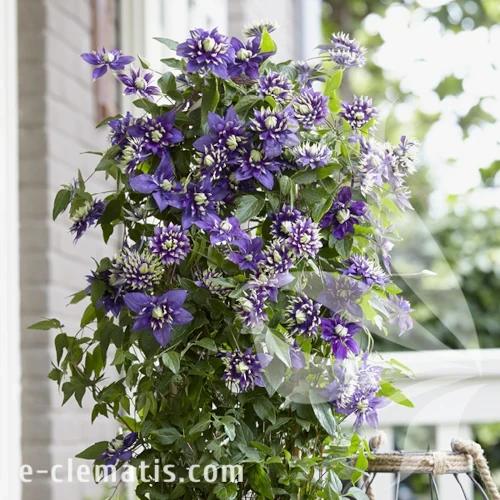 Clematis_Taiga_1.webp