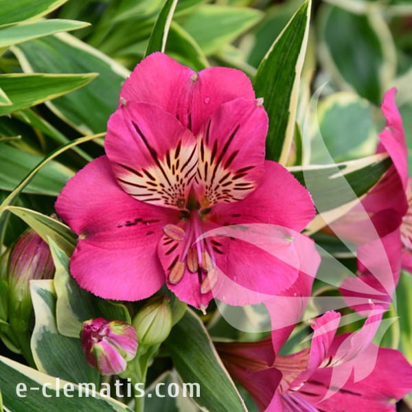Alstroemeria_RIVER_VALLEY_Tessumriver.jpg