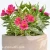 Alstroemeria_RIVER_VALLEY_Tessumriver_1.webp