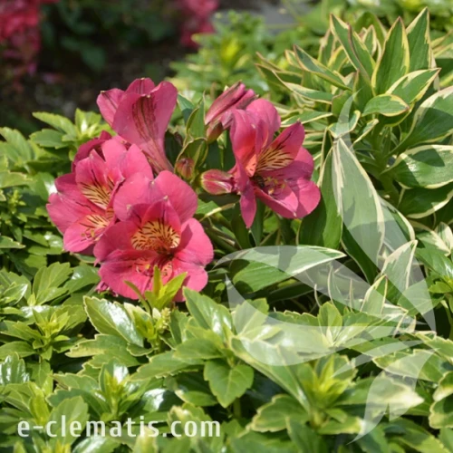 Alstroemeria_RIVER_VALLEY_Tessumriver_2.webp