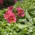 Alstroemeria_RIVER_VALLEY_Tessumriver_2.webp