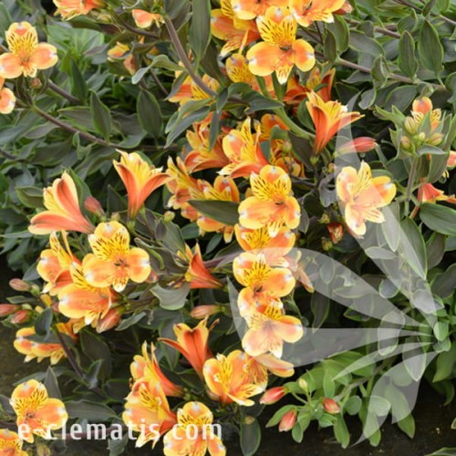 Alstroemeria_SUMMER_BREEZE_Tessumbre_1.jpg