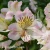 Alstroemeria_TIMES_VALLEY_Tessumtime.webp