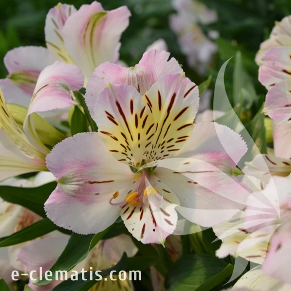 Alstroemeria_TIMES_VALLEY_Tessumtime.webp