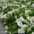 Alstroemeria_TIMES_VALLEY_Tessumtime_1.webp