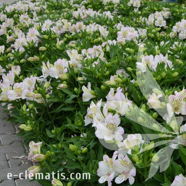 Alstroemeria_TIMES_VALLEY_Tessumtime_1.webp