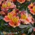 Alstroemeria_INDIAN_SUMMER_Tesronto.jpg