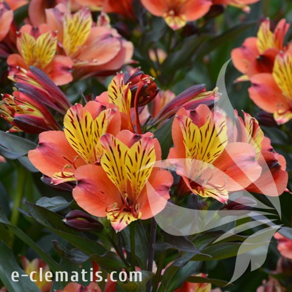 Alstroemeria_INDIAN_SUMMER_Tesronto.jpg