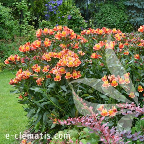 Alstroemeria_INDIAN_SUMMER_Tesronto_1.jpg