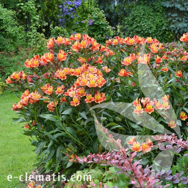 Alstroemeria_INDIAN_SUMMER_Tesronto_1.jpg
