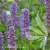 Agastache_Blue_Fortune.webp