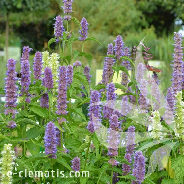 Agastache_Blue_Fortune_1.webp