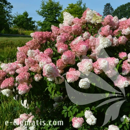 Hydrangea paniculata VANILLE FRAISE Rehny PBR 1.webp