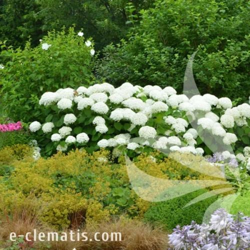 Hydrangea_arborescens_Annabelle_1.webp