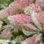 Hydrangea_paniculata_Sundae_Fraise.webp