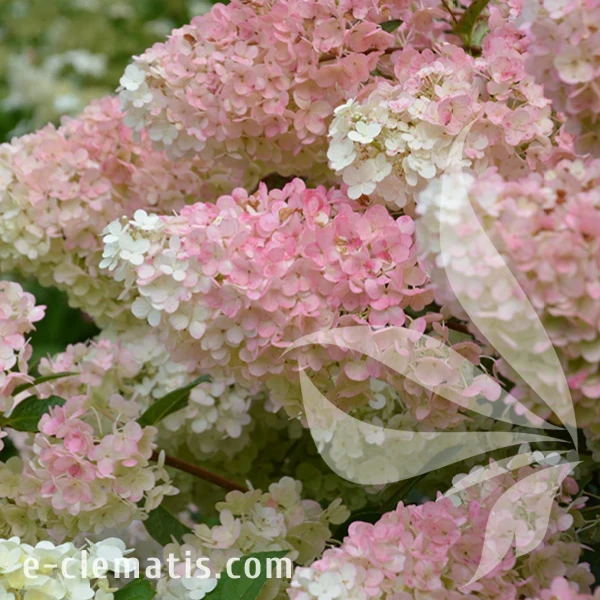 Hydrangea_paniculata_Sundae_Fraise.webp