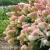 Hydrangea_paniculata_Sundae_Fraise_1.webp