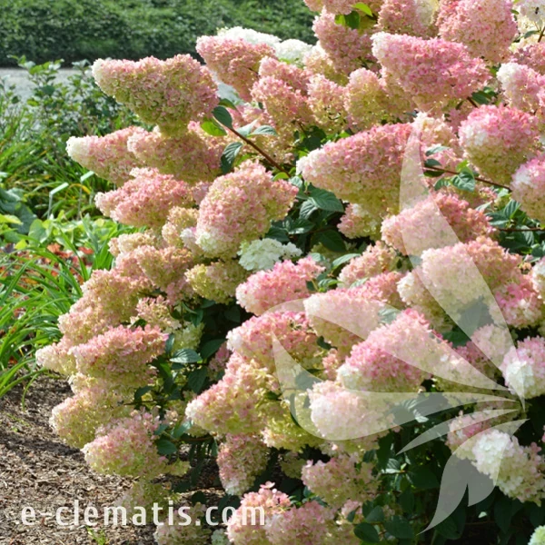 Hydrangea_paniculata_Sundae_Fraise_1.webp