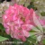 Hydrangea_paniculata_Fraise_Melba.webp