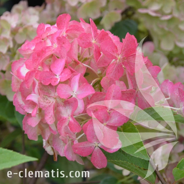 Hydrangea_paniculata_Fraise_Melba.webp