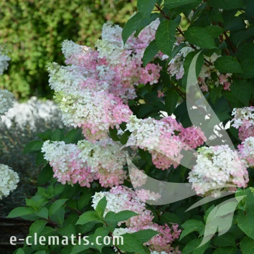 Hydrangea_paniculata_Fraise_Melba_1.webp