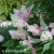 Hydrangea_paniculata_Fraise_Melba_1.webp