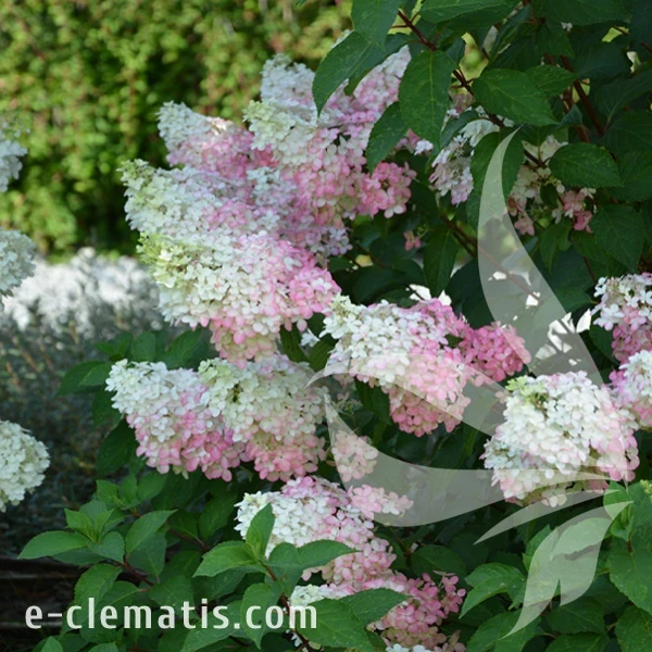Hydrangea_paniculata_Fraise_Melba_1.webp