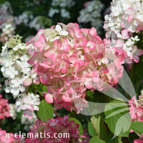 Hydrangea_paniculata_Diamant_Rouge.webp