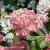 Hydrangea_paniculata_Diamant_Rouge.webp
