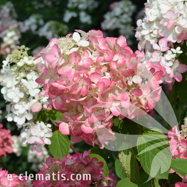 Hydrangea_paniculata_Diamant_Rouge.webp