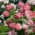 Hydrangea_paniculata_Diamant_Rouge_1.webp