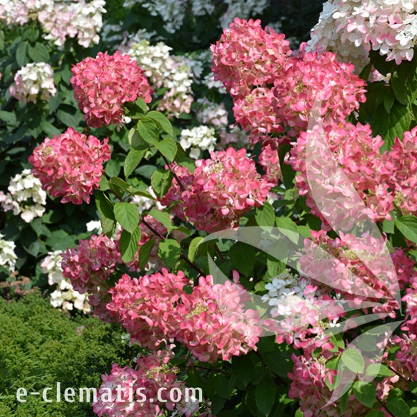 Hydrangea_paniculata_Diamant_Rouge_1.webp