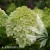 Hydrangea_paniculata_Little_Spooky.webp