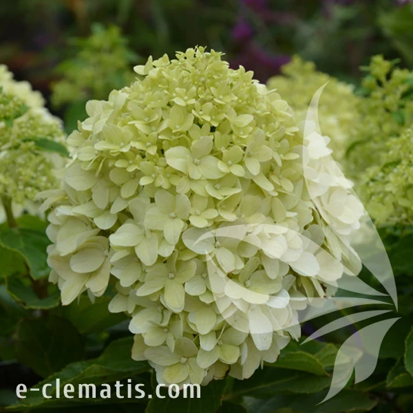 Hydrangea_paniculata_Little_Spooky.webp